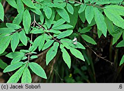 Lonicera nigra (wiciokrzew czarny)