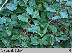 Lonicera etrusca (wiciokrzew etruski)