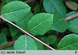 Lonicera fragrantissima