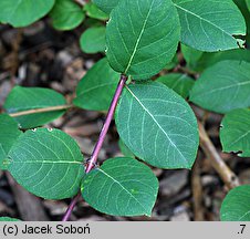 Lonicera fragrantissima