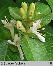 Lonicera vesicaria (suchodrzew pęcherzykowaty)