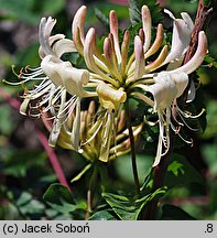 Lonicera periclymenum (wiciokrzew pomorski)