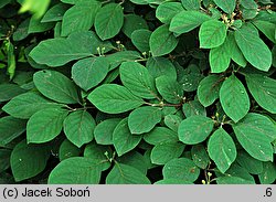 Lonicera caerulea (wiciokrzew siny)