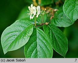 Lonicera chrysantha var. chrysantha (suchodrzew mandżurski)