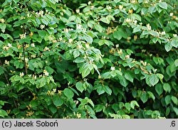 Lonicera chrysantha var. chrysantha (suchodrzew mandżurski)