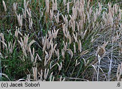 Lycopodium clavatum (widłak goździsty)