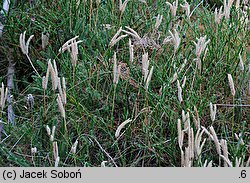 Lycopodium clavatum (widłak goździsty)