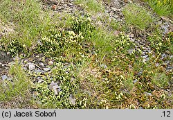 Diphasiastrum alpinum (widlicz alpejski)