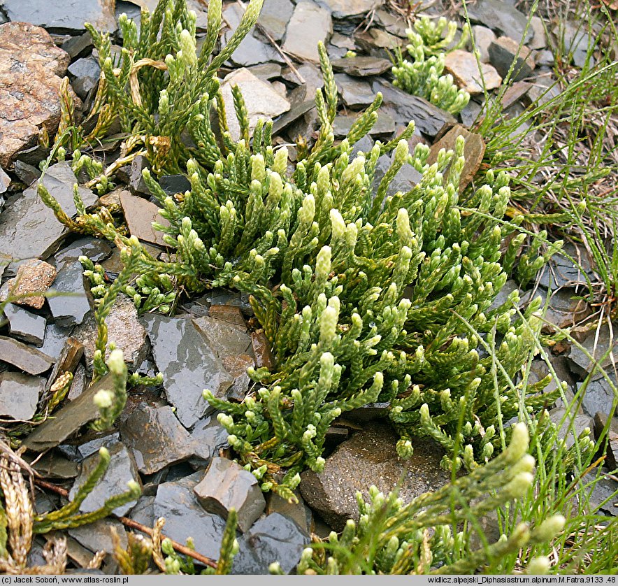 Diphasiastrum alpinum (widlicz alpejski)