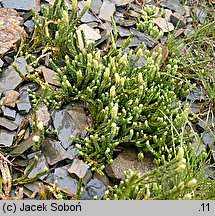 Diphasiastrum alpinum (widlicz alpejski)