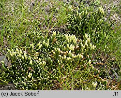 Diphasiastrum alpinum (widlicz alpejski)