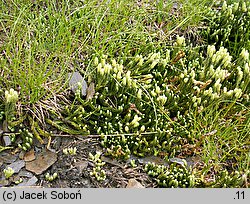 Diphasiastrum alpinum (widlicz alpejski)