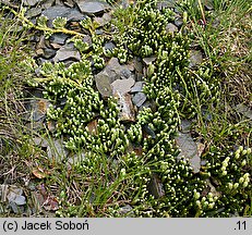 Diphasiastrum alpinum (widlicz alpejski)