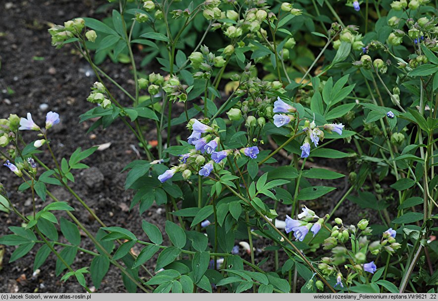 Polemonium reptans (wielosił rozesłany)