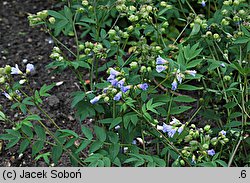 Polemonium reptans (wielosił rozesłany)