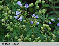 Polemonium reptans (wielosił rozesłany)