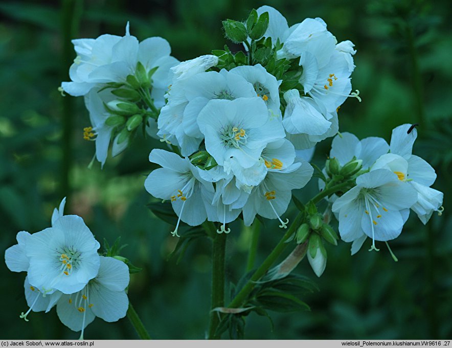 Polemonium kiushianum