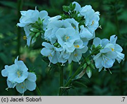 Polemonium kiushianum