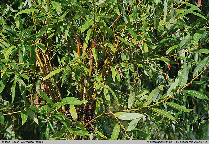 Salix eriocephala (wierzba amerykanka)