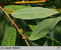 Salix eriocephala (wierzba amerykanka)