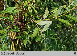 Salix eriocephala (wierzba amerykanka)