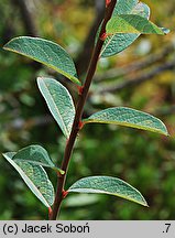 Salix myrtilloides (wierzba borówkolistna)