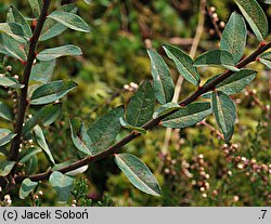 Salix myrtilloides (wierzba borówkolistna)