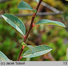 Salix myrtilloides (wierzba borówkolistna)