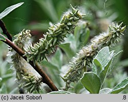 Salix lapponum (wierzba lapońska)