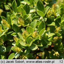 Salix retusa (wierzba wykrojona)