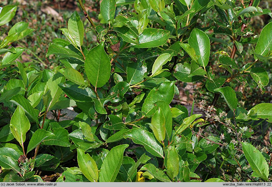 Salix reinii (wierzba Reiniego)