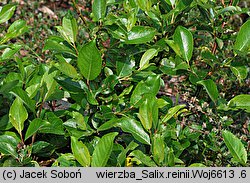 Salix reinii (wierzba Reiniego)