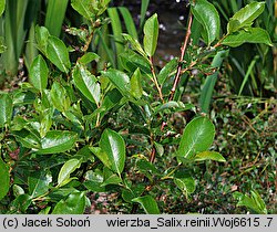 Salix reinii (wierzba Reiniego)