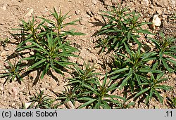 Epilobium angustifolium (wierzbówka kiprzyca)