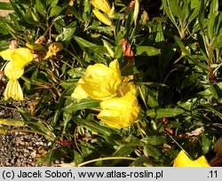 Oenothera missouriensis