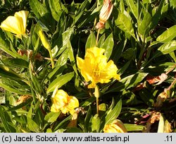 Oenothera missouriensis