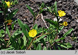 Oenothera perennis (wiesiołek trwały)