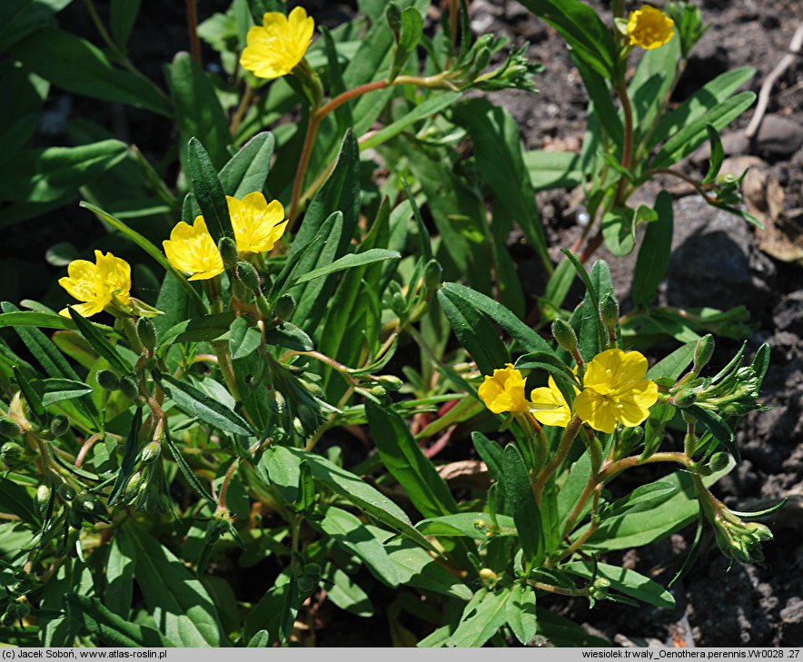 Oenothera perennis (wiesiołek trwały)