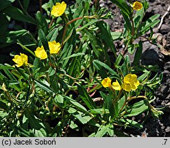 Oenothera perennis (wiesiołek trwały)