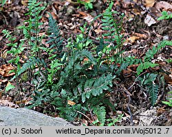 Deparia conilii