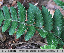 Deparia conilii