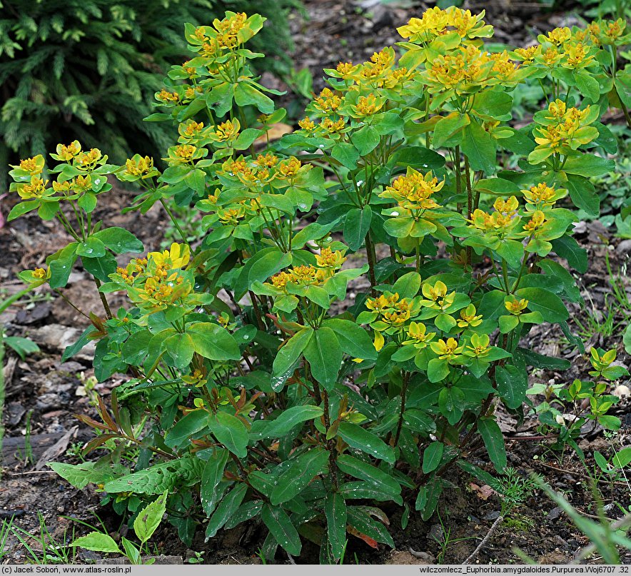 Euphorbia amygdaloides Purpurea