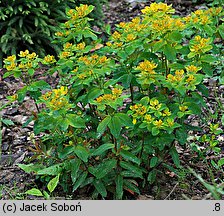 Euphorbia amygdaloides Purpurea