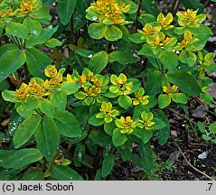 Euphorbia amygdaloides Purpurea