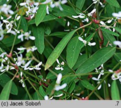 Euphorbia hypericifolia