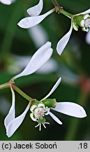 Euphorbia hypericifolia