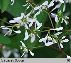 Euphorbia hypericifolia