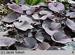 Ipomoea batatas (wilec ziemniaczany)