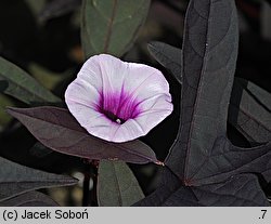 Ipomoea batatas (wilec ziemniaczany)