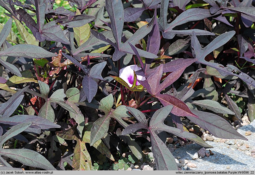 Ipomoea batatas (wilec ziemniaczany)